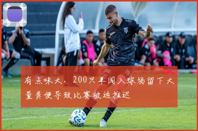 有点味大，200只羊闯入球场留下大量粪便导致比赛被迫推迟